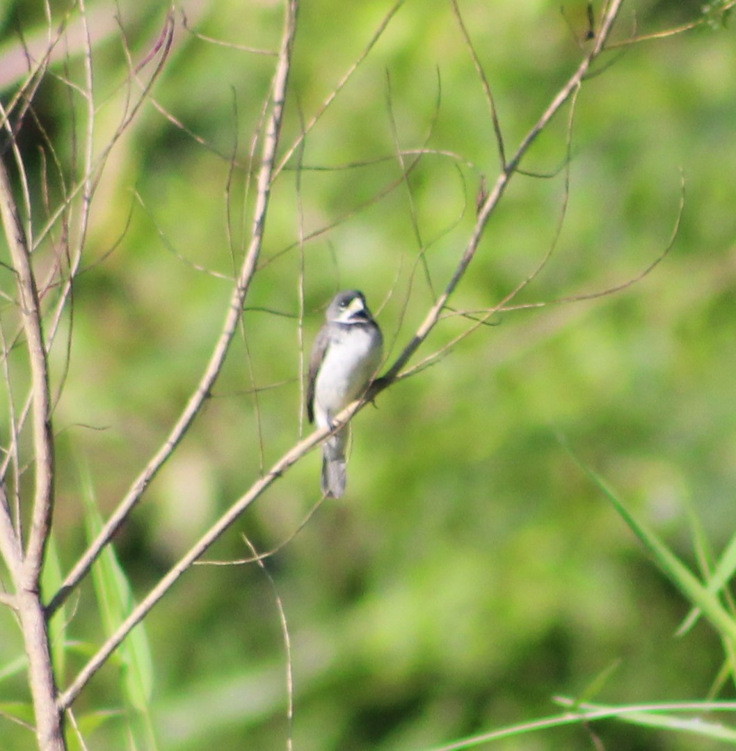 Double-collared Seedeater - Pedro Behne