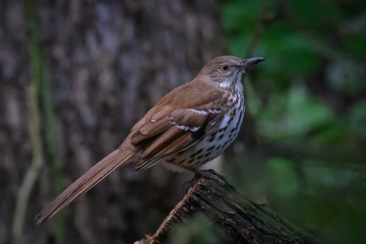 Brown Thrasher - Janet Hix