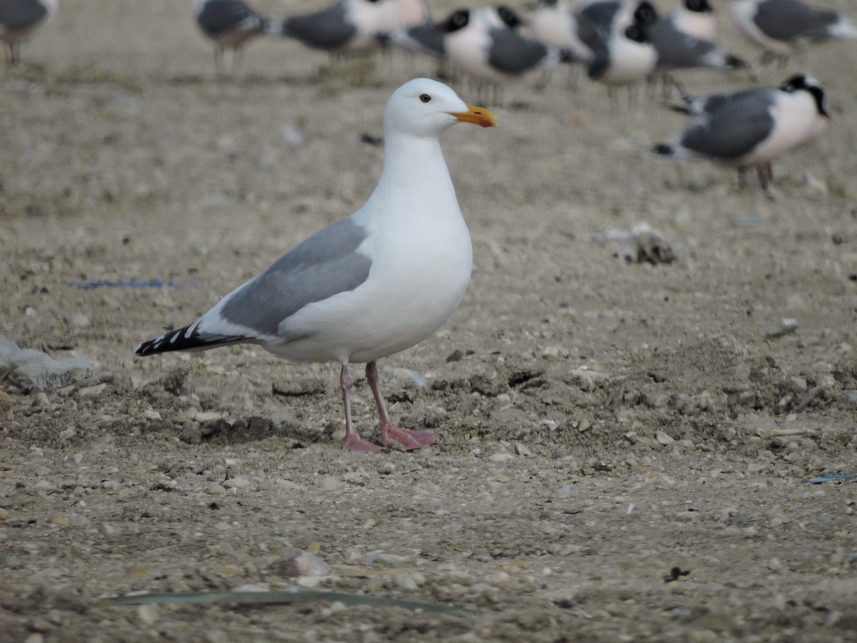 Gaviota Groenlandesa (thayeri) - ML618983138