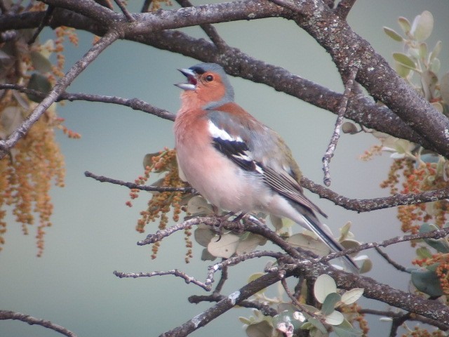 Common Chaffinch - Sergio Tomey