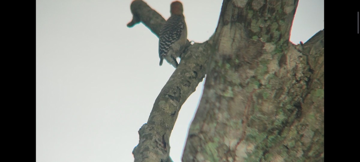 Red-crowned Woodpecker - Pablo César Calderón Aguirre