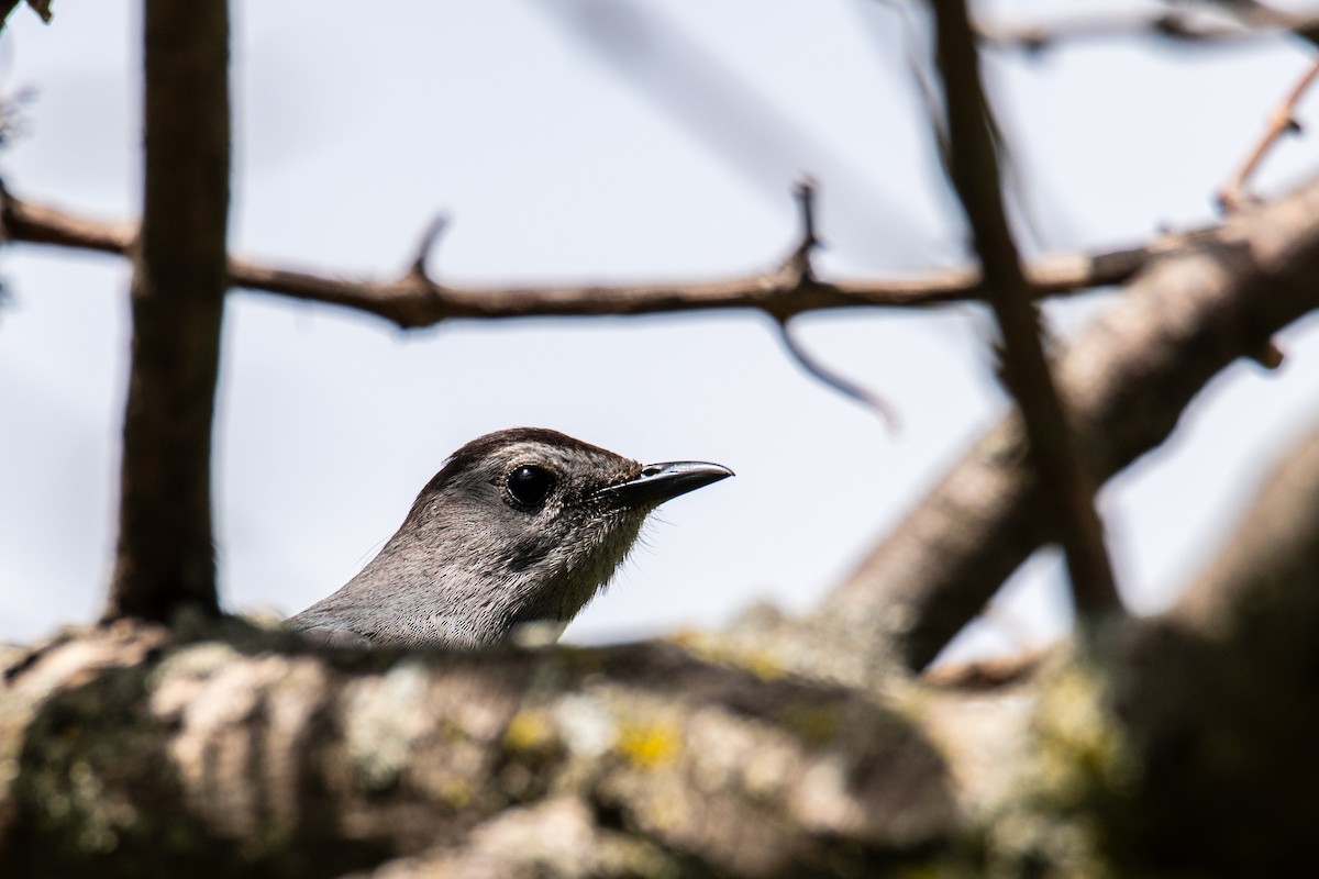 Gray Catbird - ML618983178