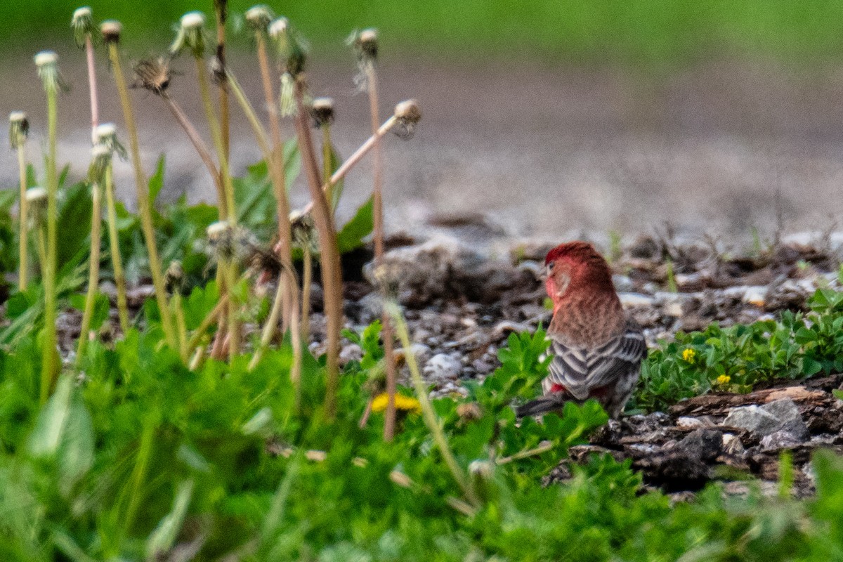 House Finch - ML618983189