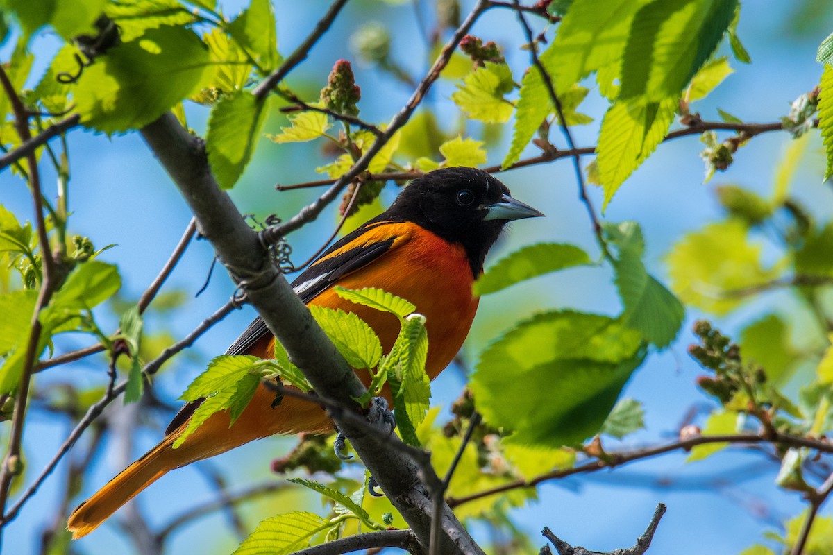 Baltimore Oriole - ML618983212