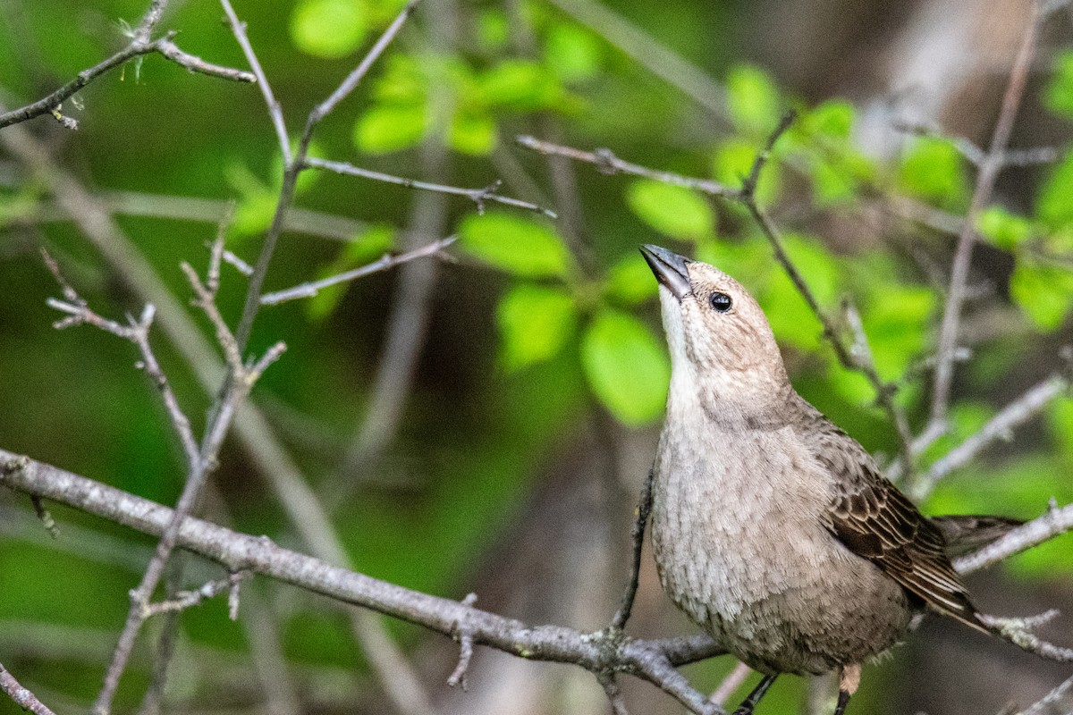 Brown-headed Cowbird - ML618983248