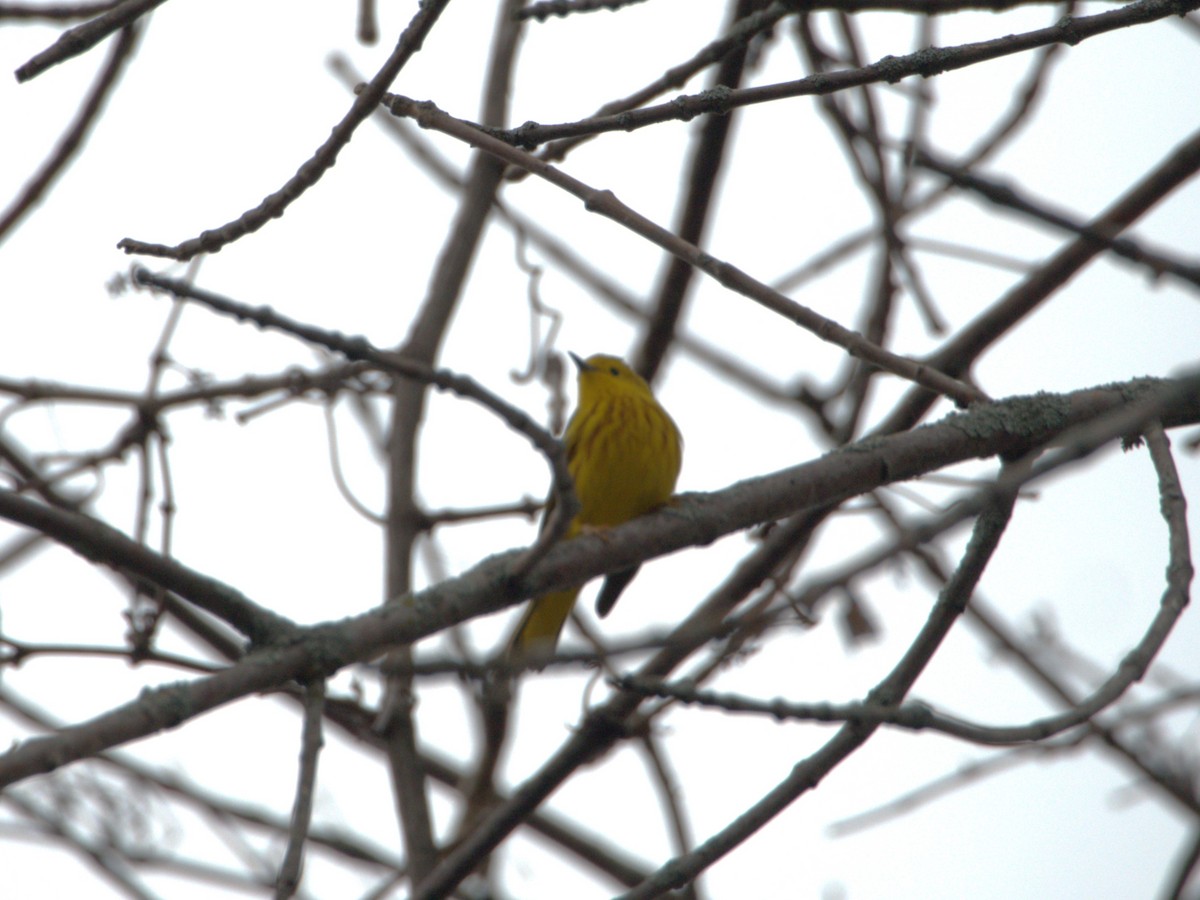 Yellow Warbler - ML618983258