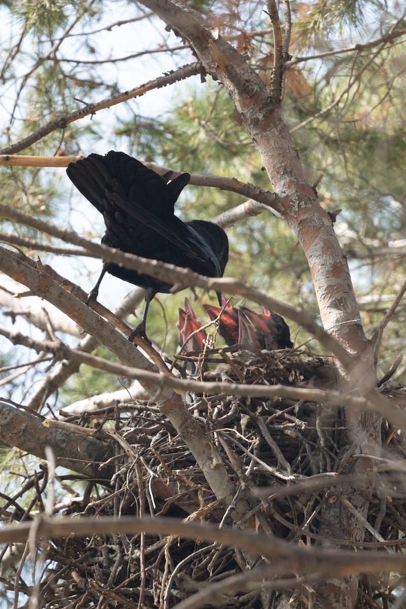 American Crow - Cynthia  Case