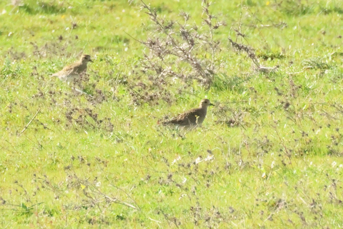 European Golden-Plover - Alexandre Hespanhol Leitão