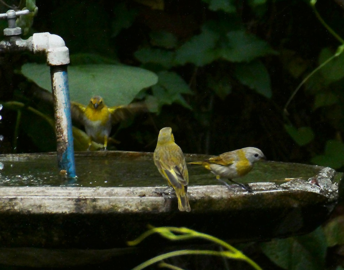 Saffron Finch - Carlos Navea