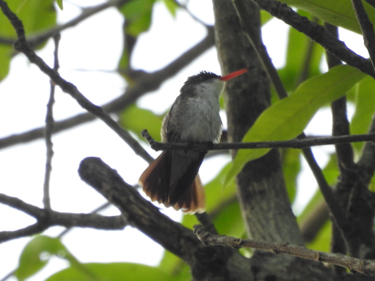 Violet-crowned Hummingbird - ML618983306