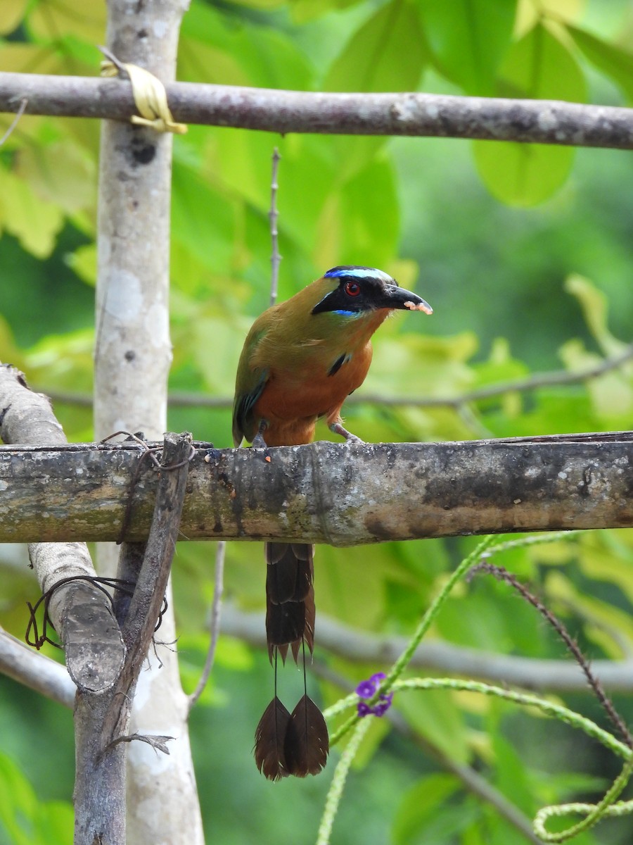 Whooping Motmot - maicol gonzalez guzman