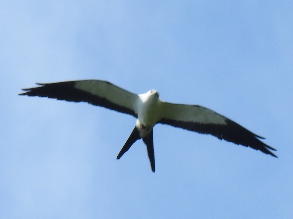 Swallow-tailed Kite - Justin Harris