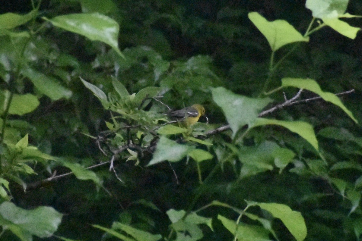 Blue-winged Warbler - ML618983335