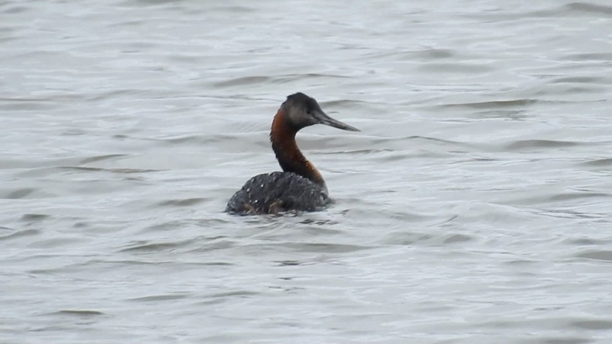 Great Grebe - Anonymous