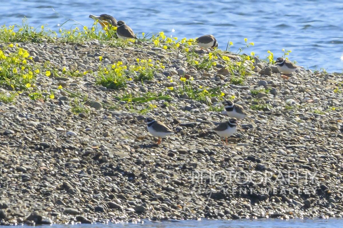 Common Ringed Plover - ML618983377