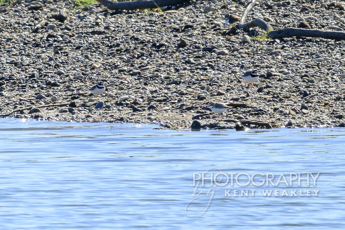 Common Ringed Plover - ML618983379
