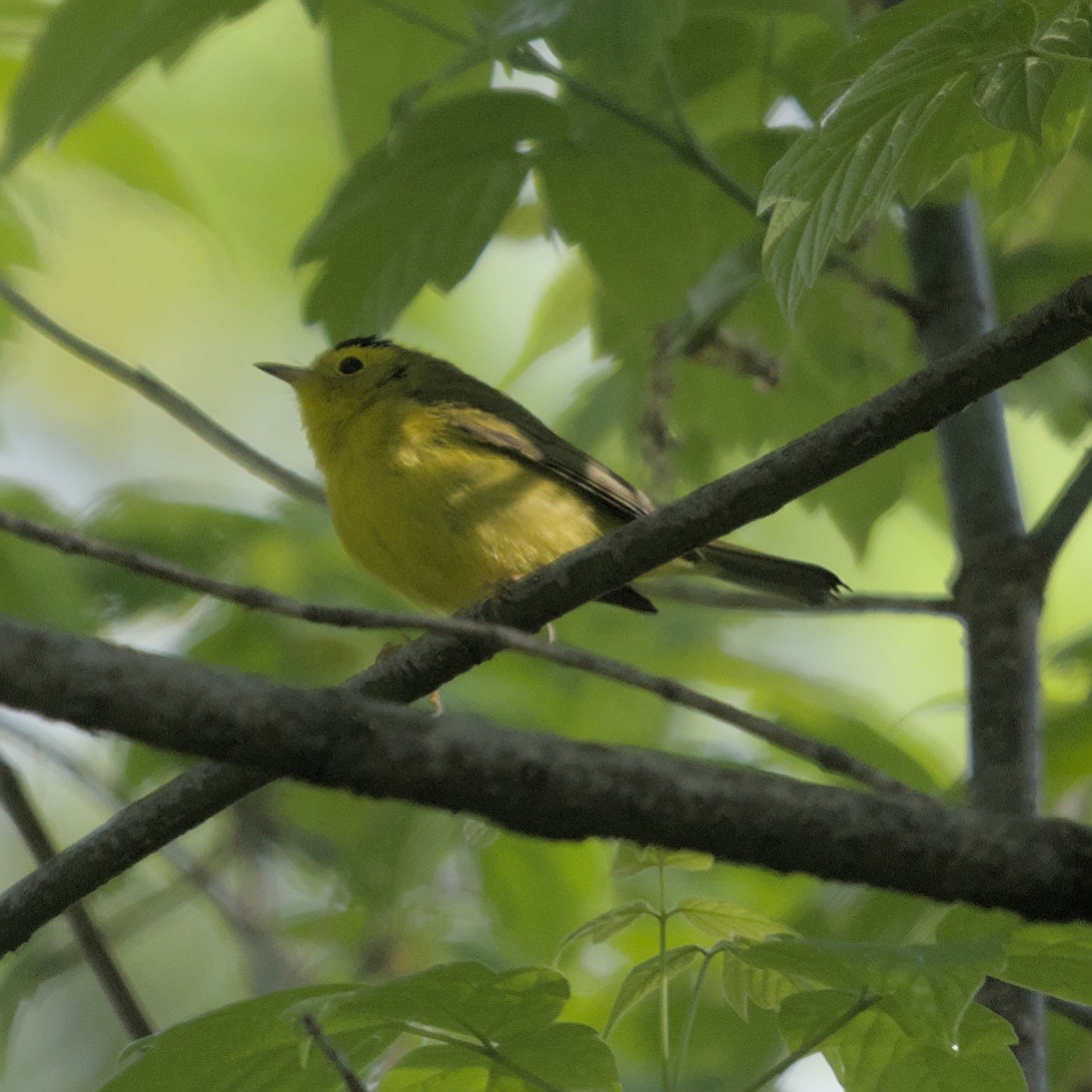 Wilson's Warbler - Manuel Morales