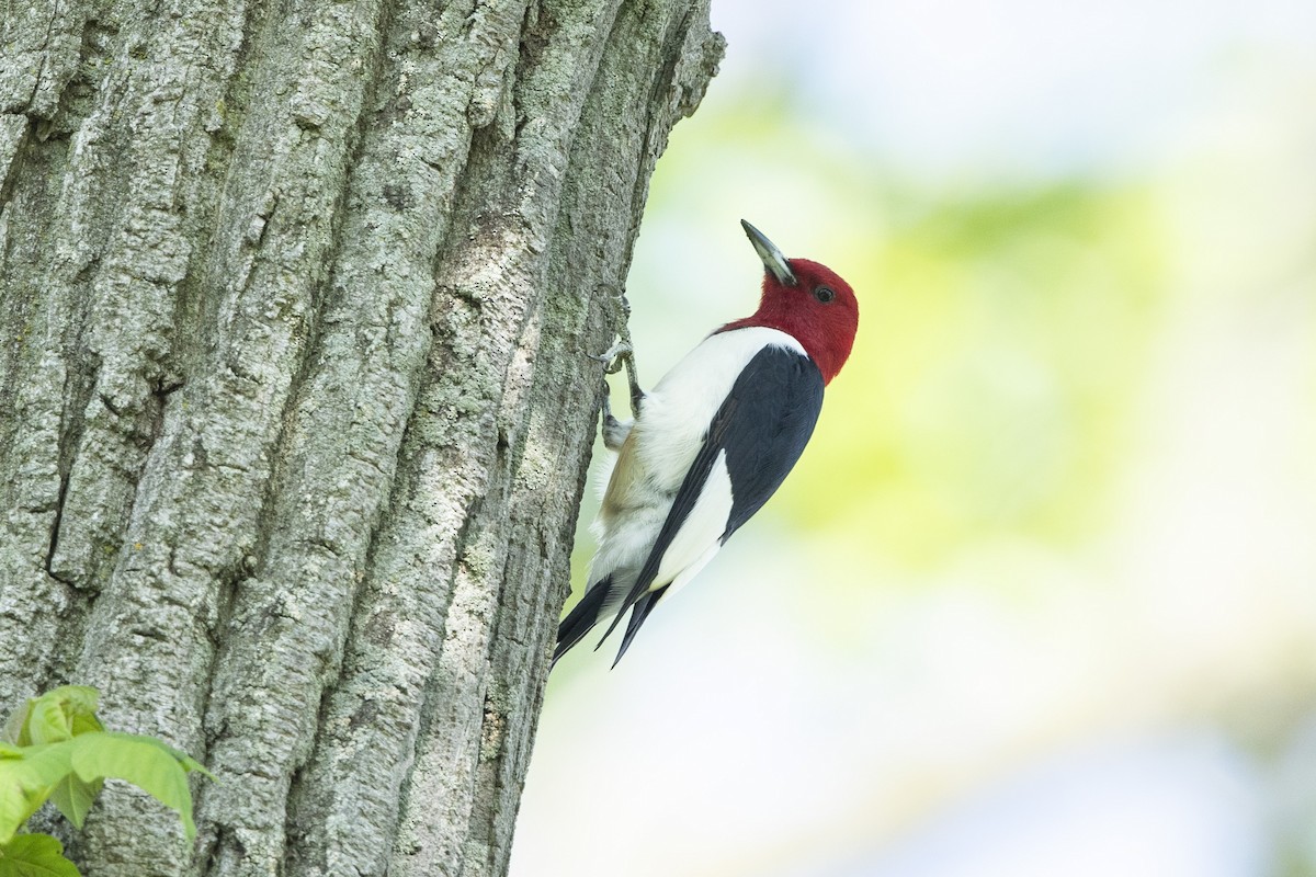 Red-headed Woodpecker - John Troth