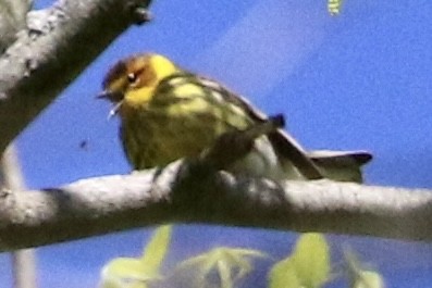 Cape May Warbler - ML618983448