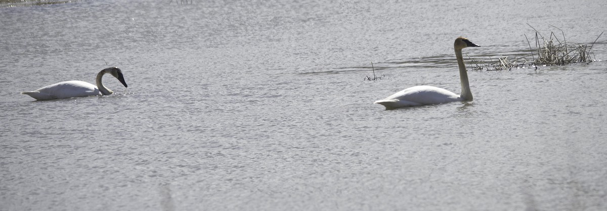 Trumpeter Swan - Jim Tonkinson