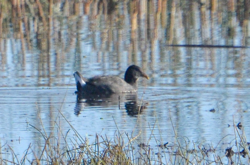 Red-fronted Coot - ML618983488