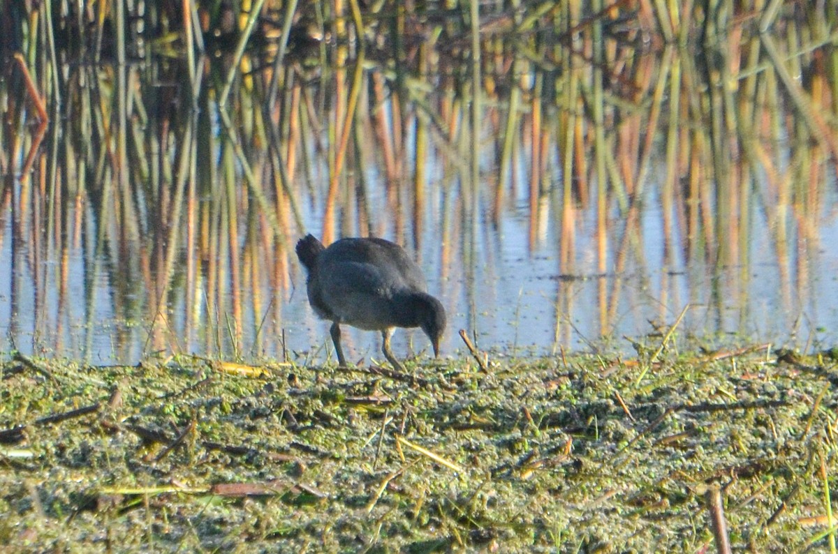 Foulque à front rouge - ML618983489