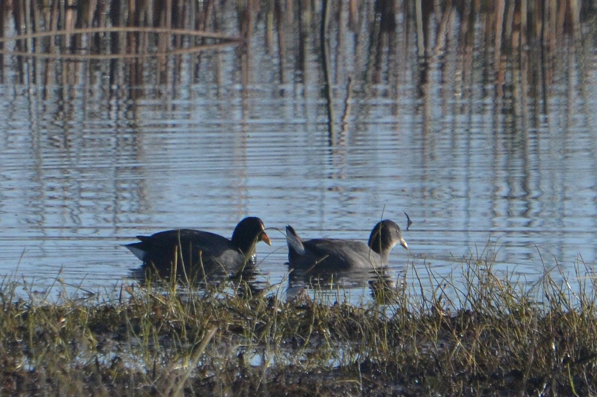 Red-fronted Coot - ML618983490