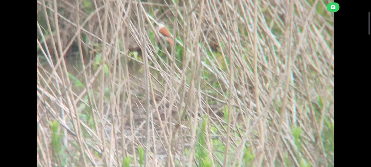 Yellow-chinned Spinetail - Pablo César Calderón Aguirre