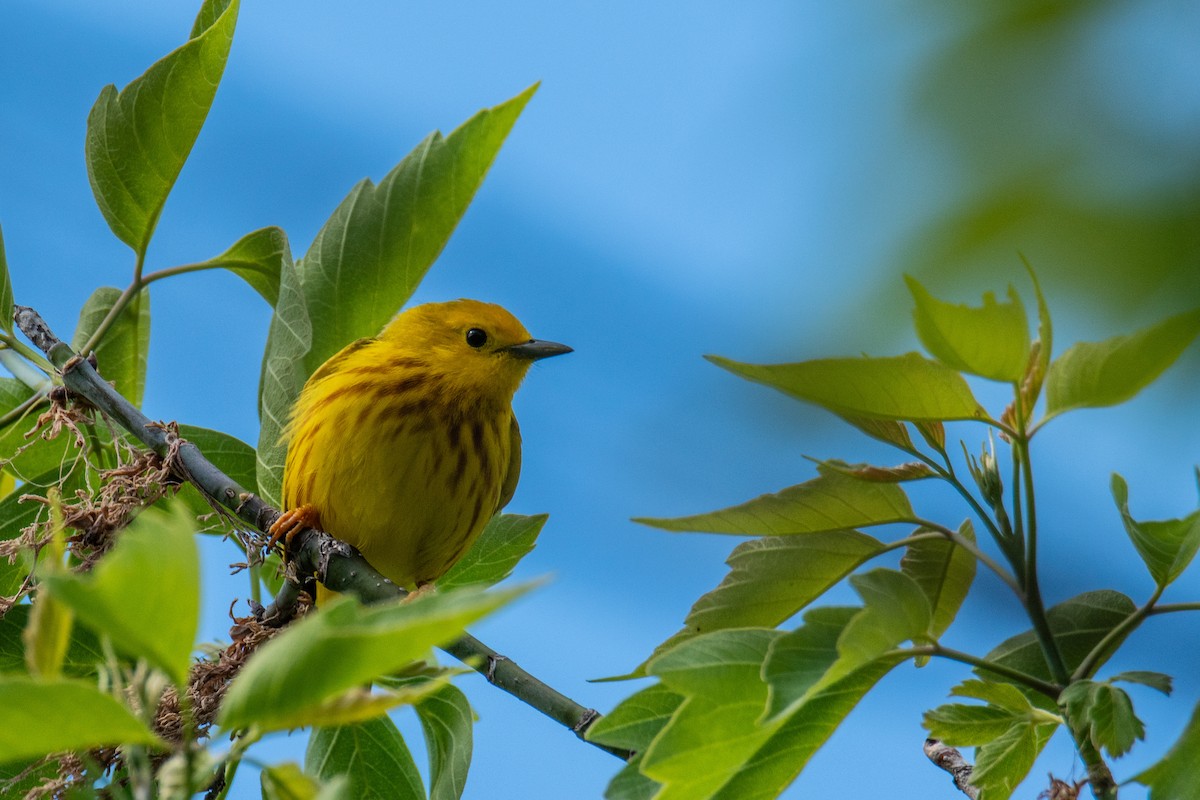 Yellow Warbler - ML618983522