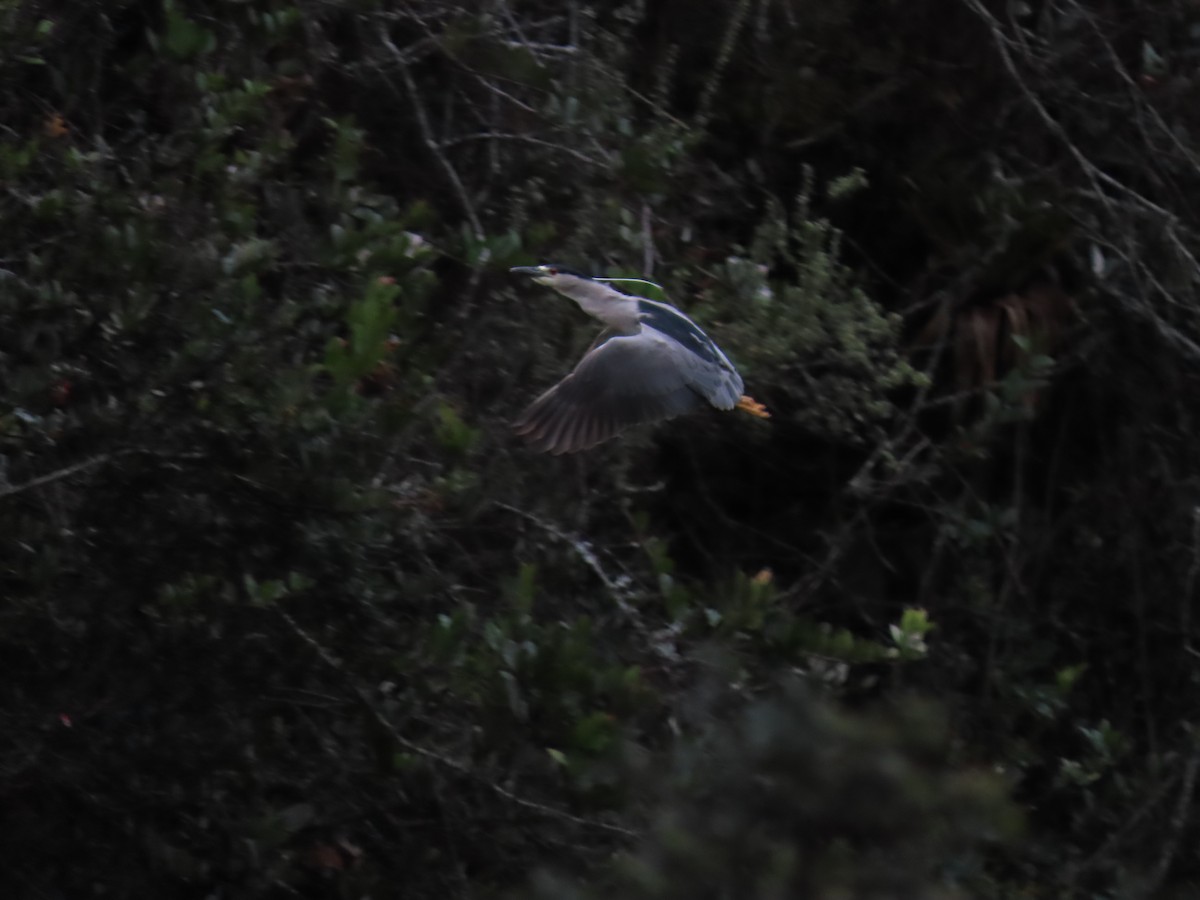 Black-crowned Night Heron - Cristian Cufiño