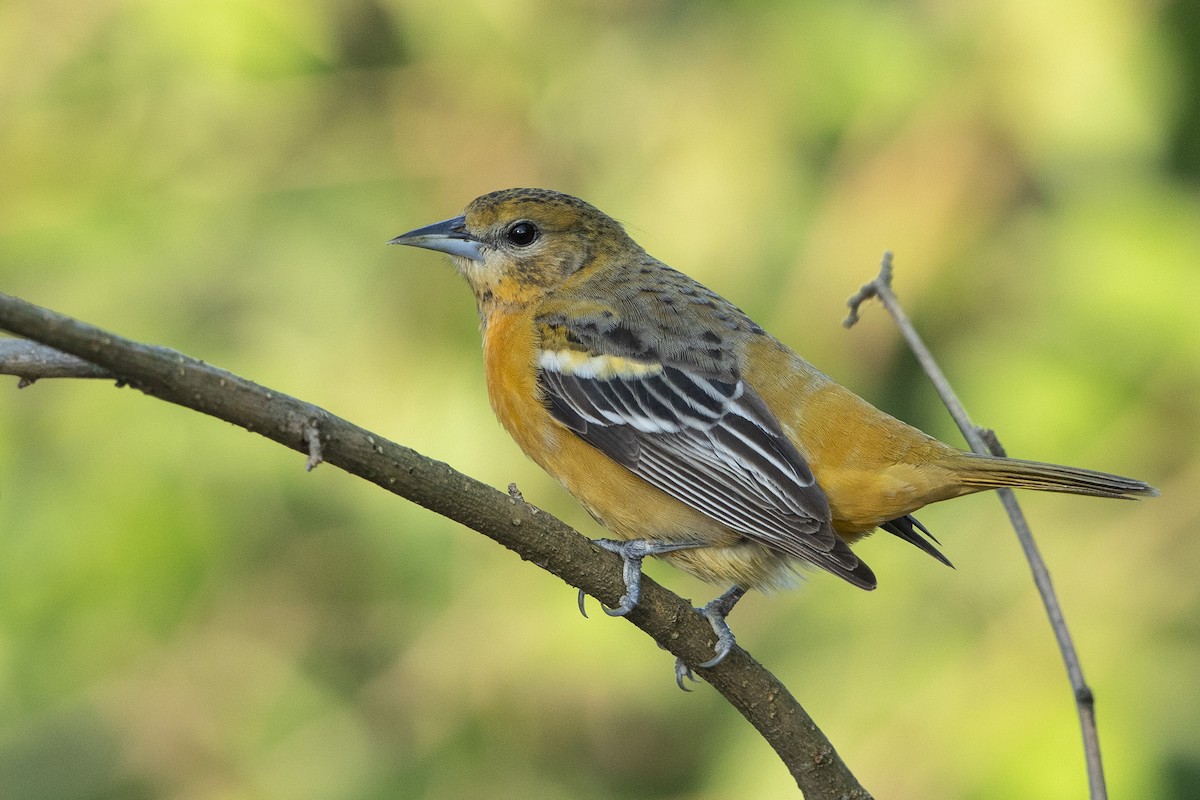 Baltimore Oriole - John Troth