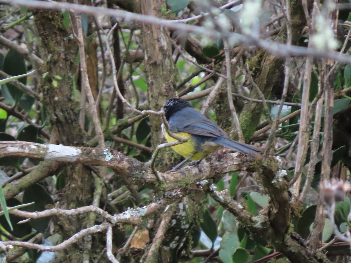 Buff-breasted Mountain Tanager - Cristian Cufiño