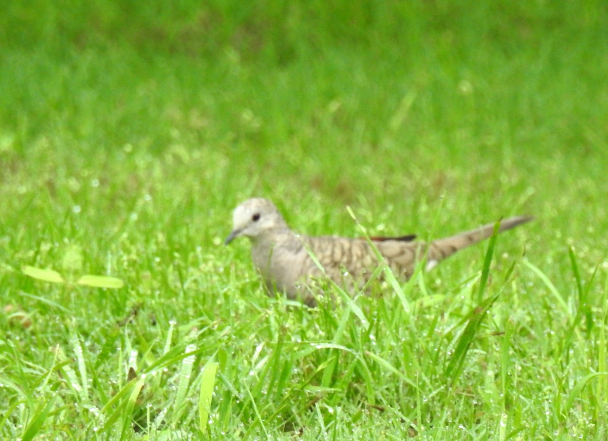 Inca Dove - ML618983574