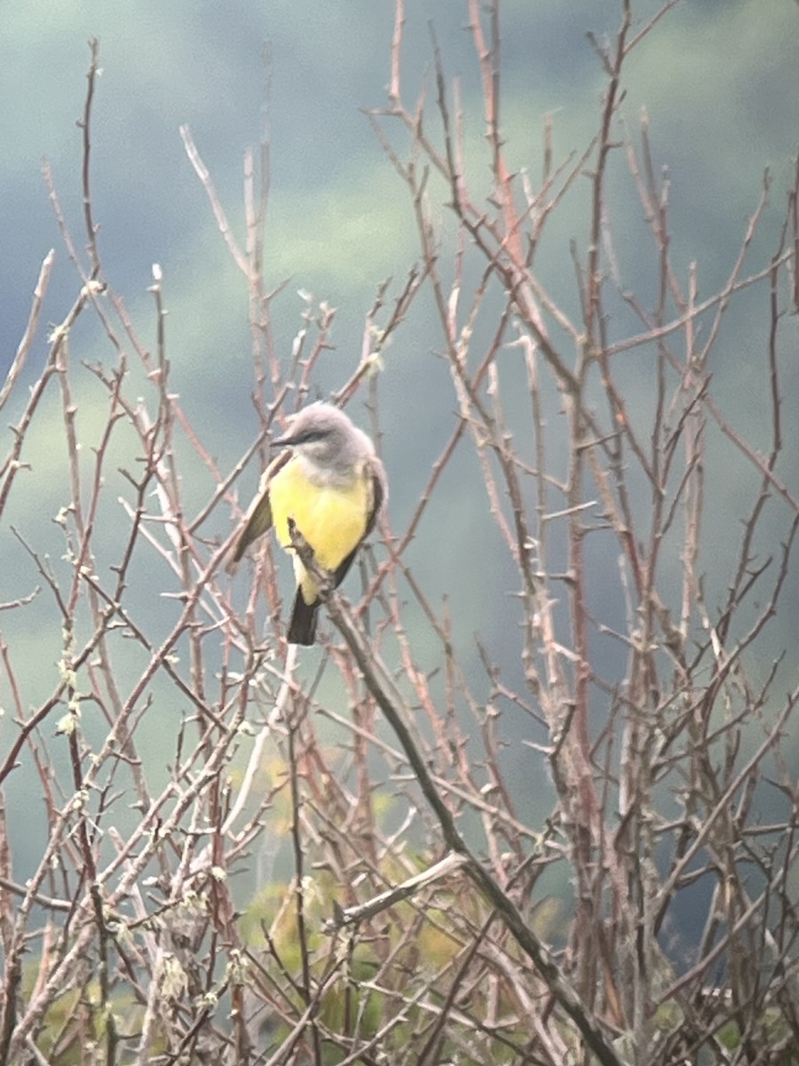 Western Kingbird - Pam Cahn