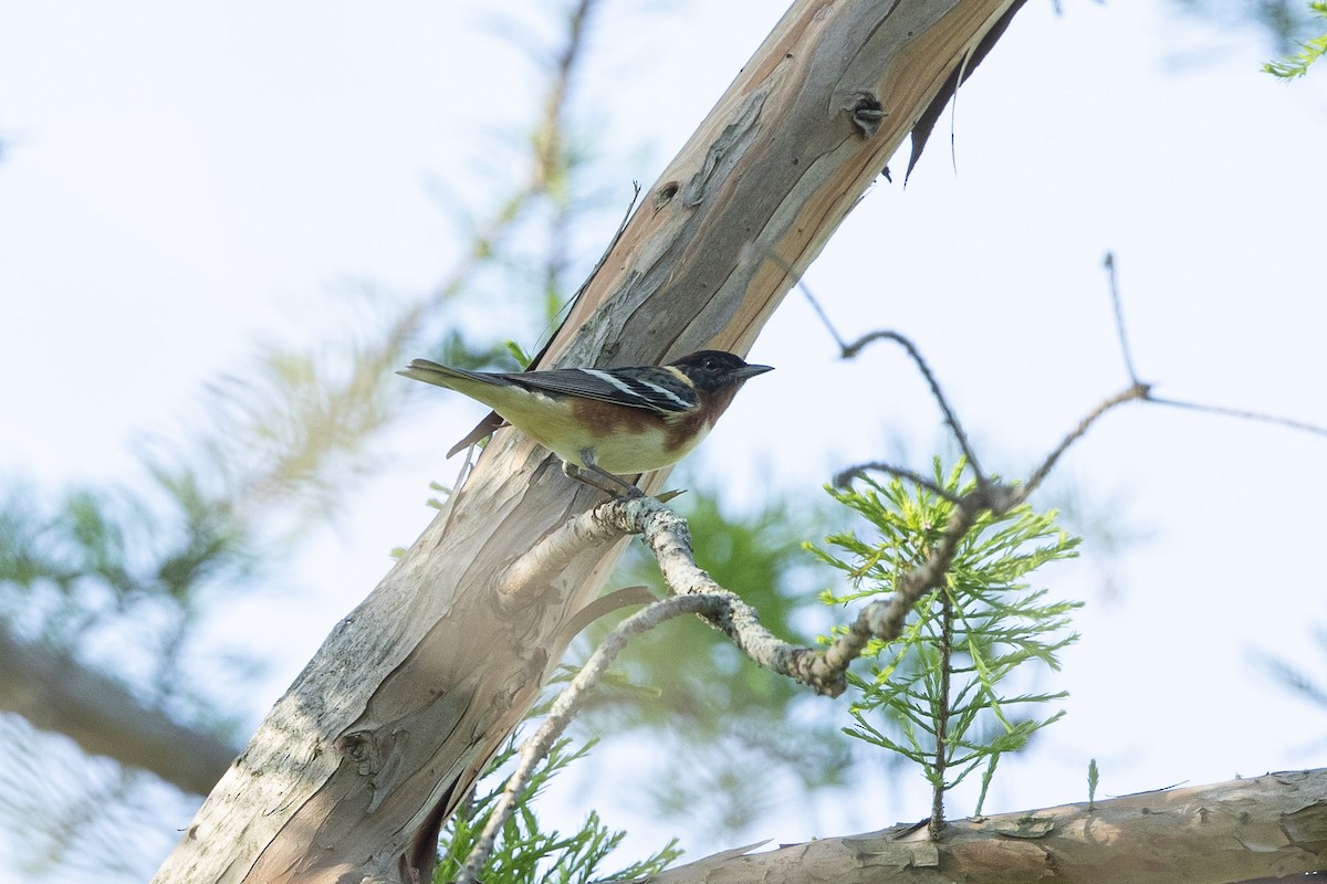 Bay-breasted Warbler - John Troth