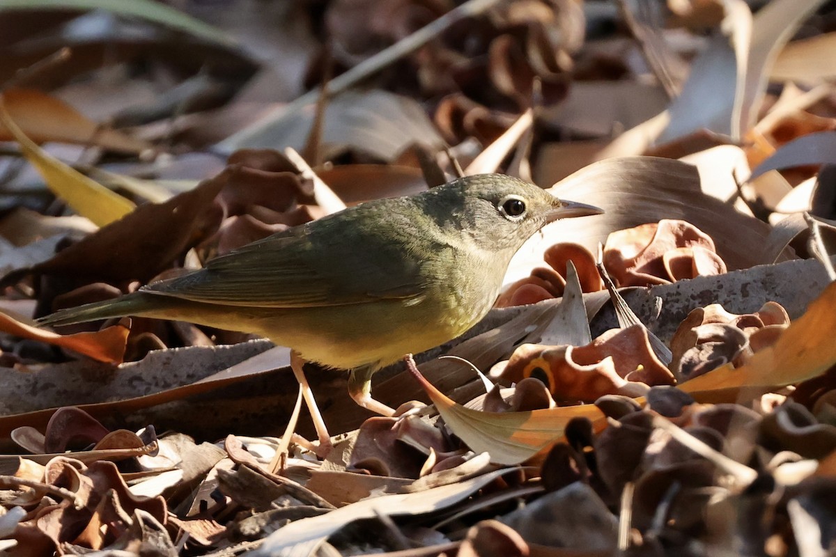 Connecticut Warbler - ML618983621