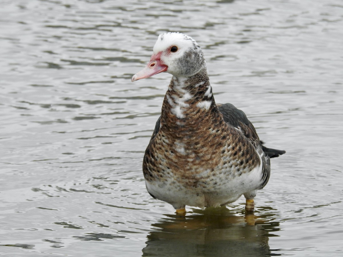 Graylag Goose (Domestic type) - ML618983631