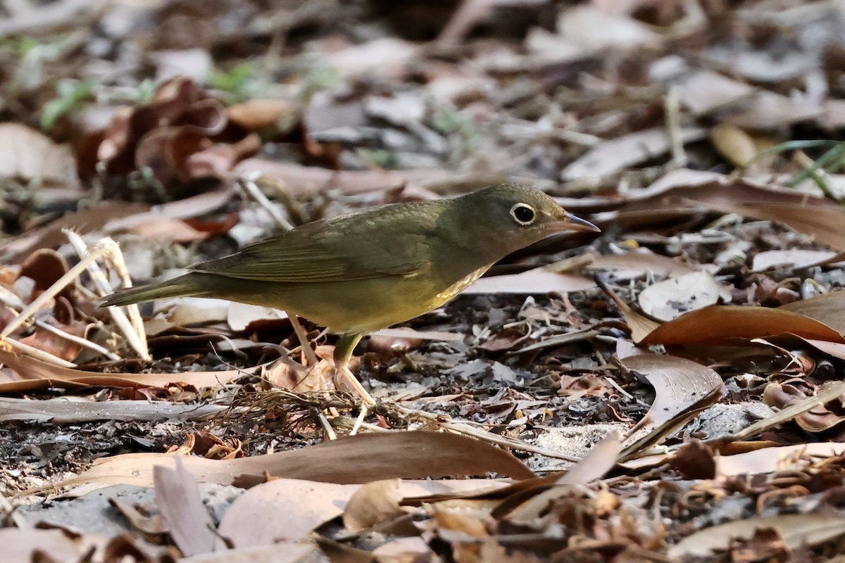 Connecticut Warbler - ML618983632