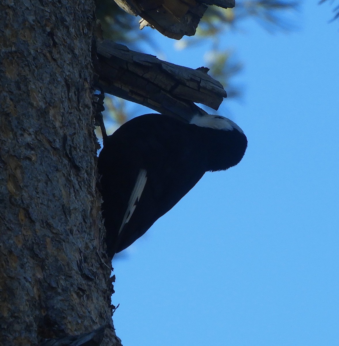 White-headed Woodpecker - Gregory Zbitnew