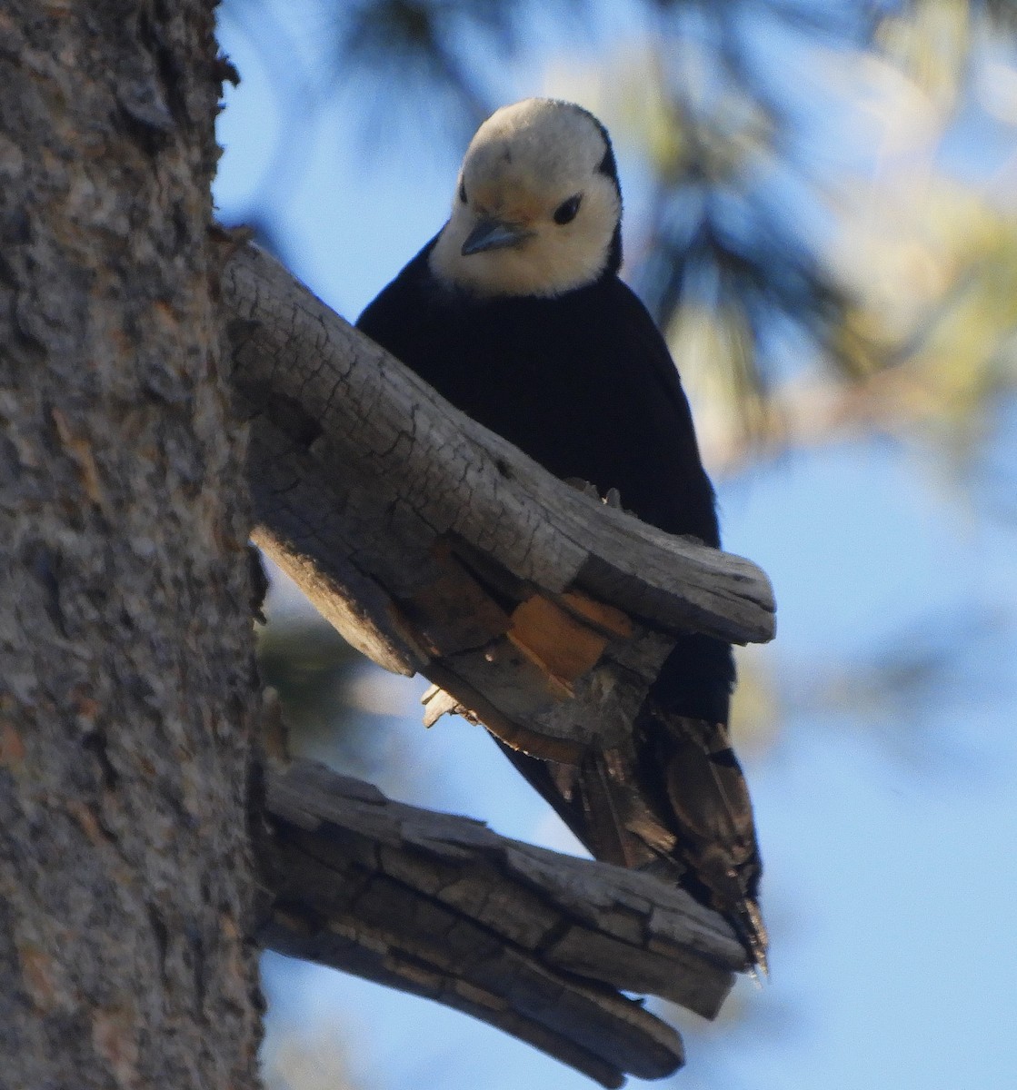 White-headed Woodpecker - Gregory Zbitnew