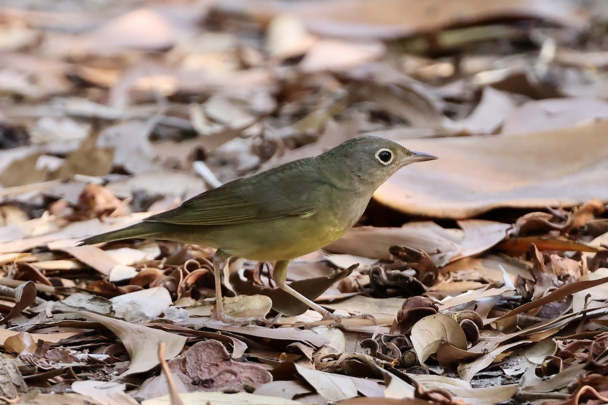 Connecticut Warbler - Alice Church