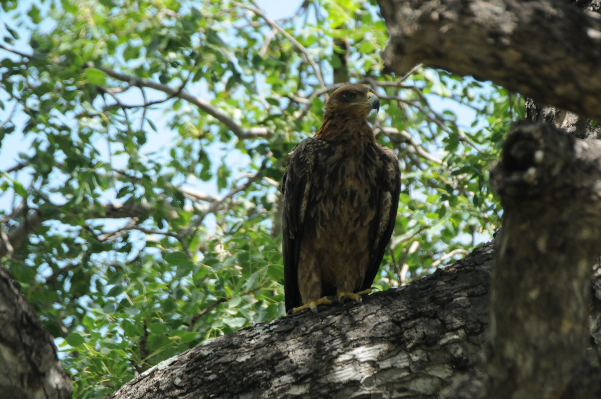 Tawny Eagle - Dominic More O’Ferrall