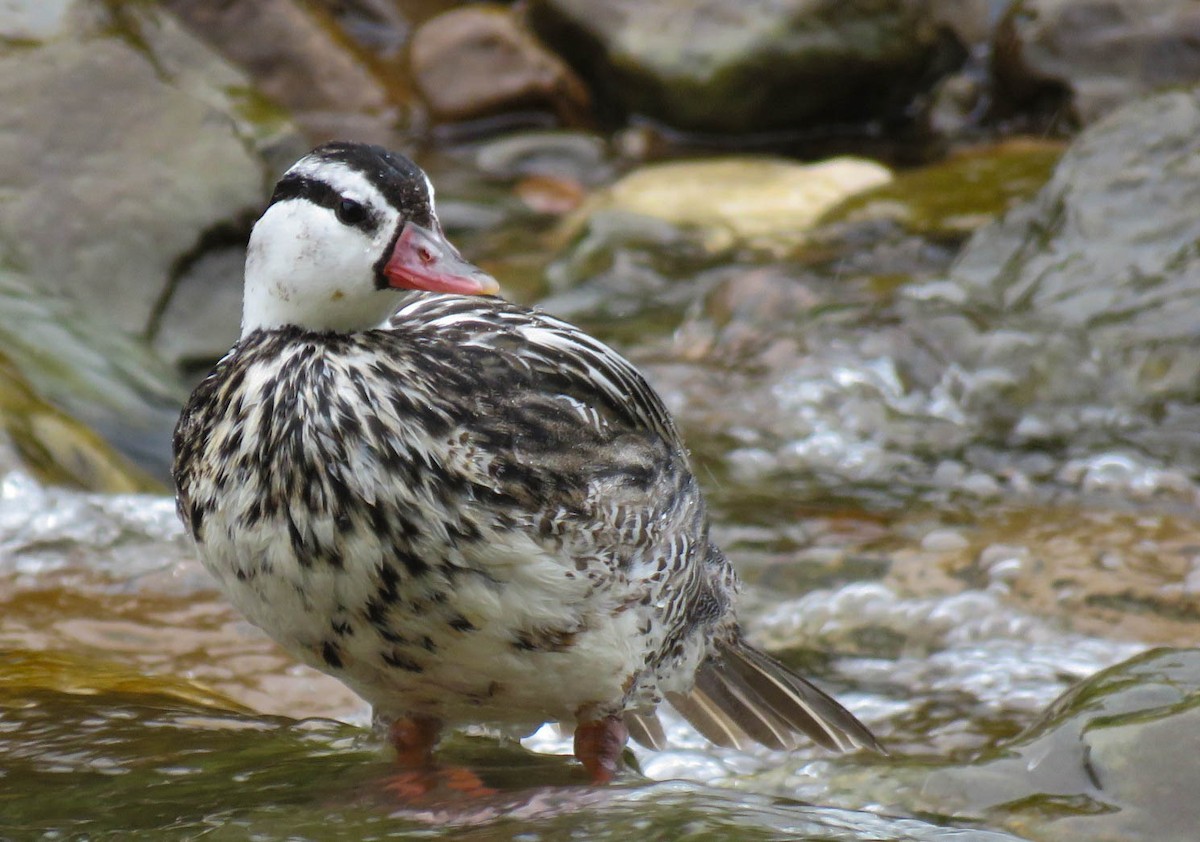 Torrent Duck - ML618983697