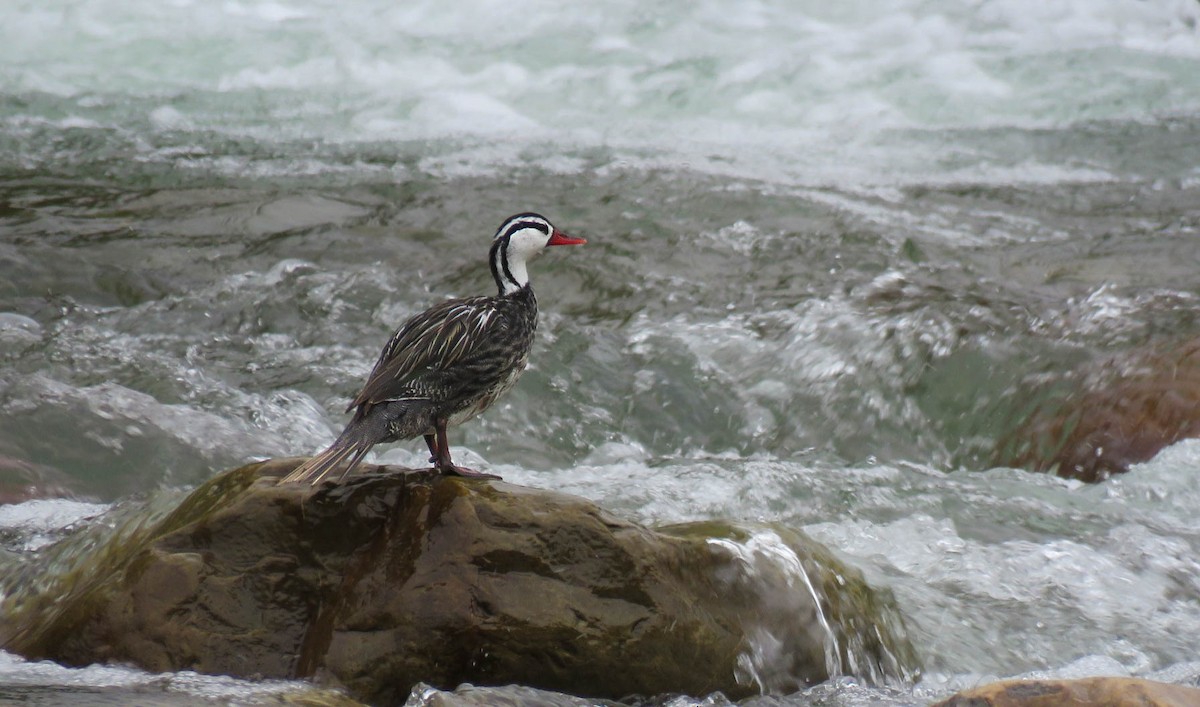 kachna bystřinná - ML618983702