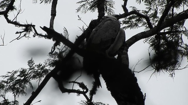 Harpy Eagle - ML618983734