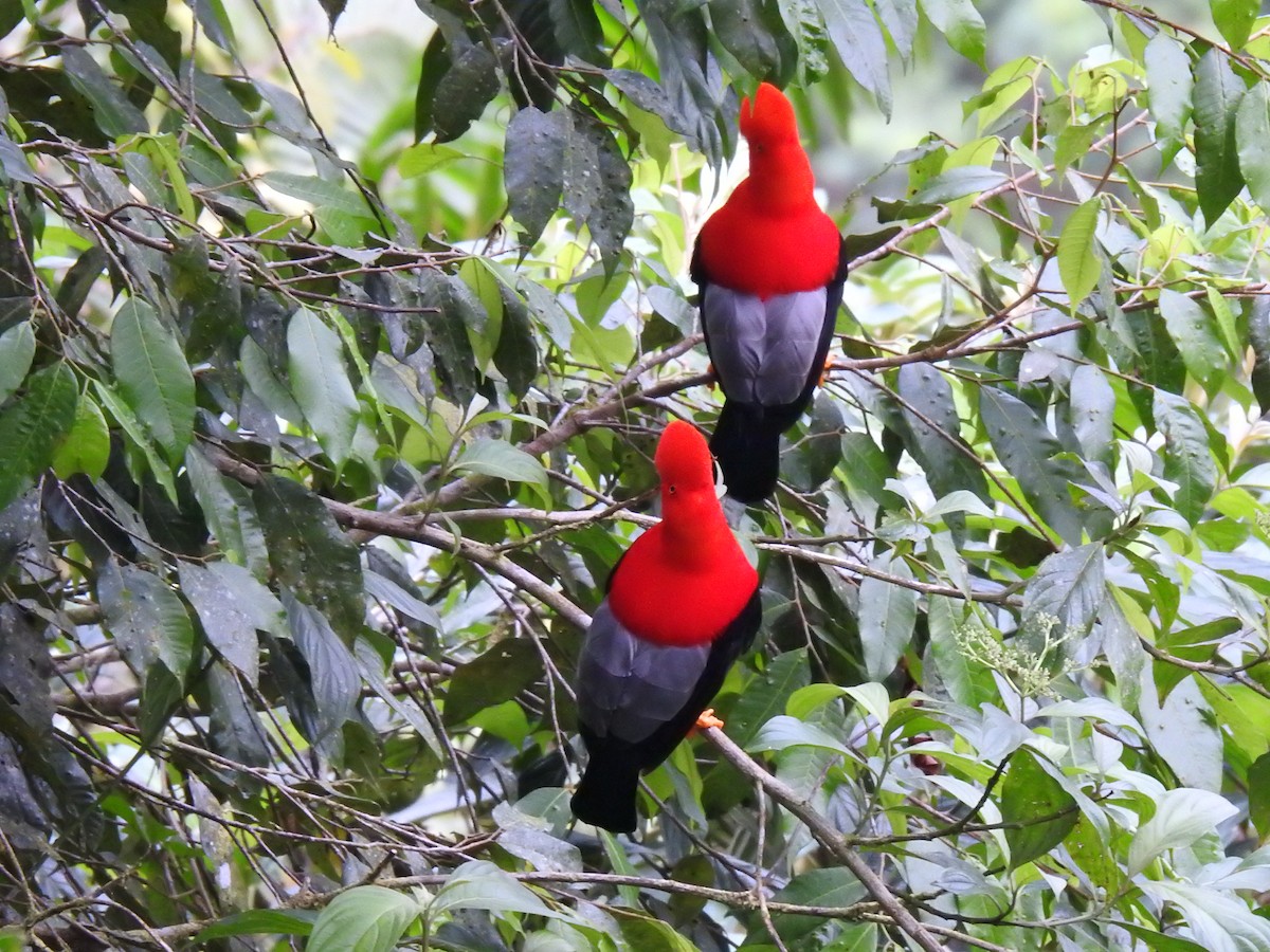 Andean Cock-of-the-rock - ML618983735