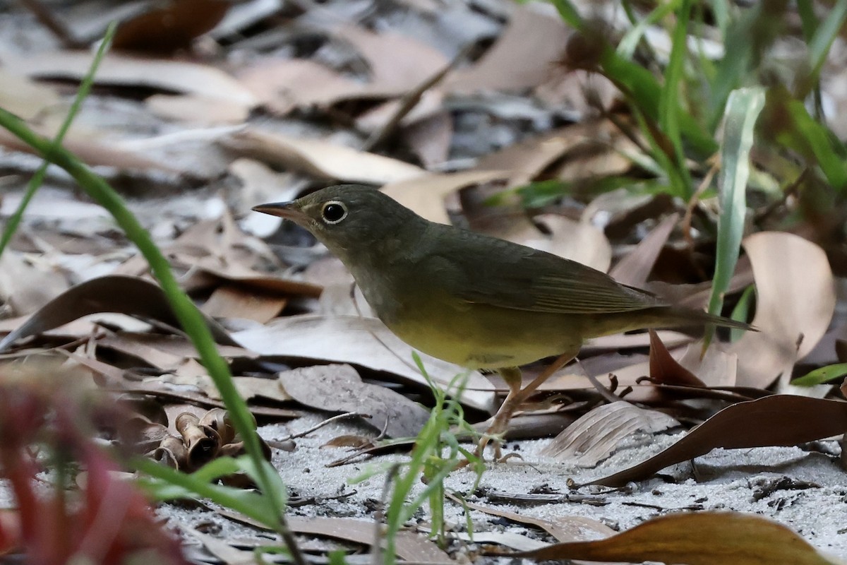 Connecticut Warbler - Alice Church