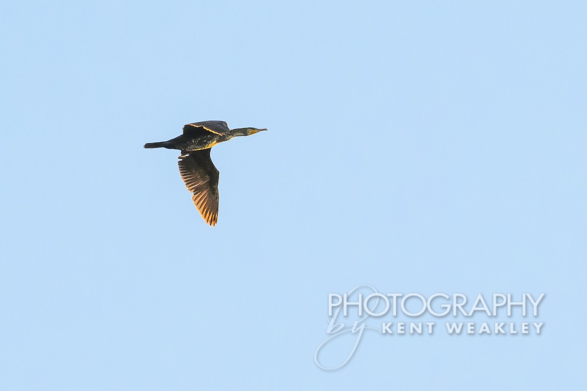 Great Cormorant - Kent Weakley