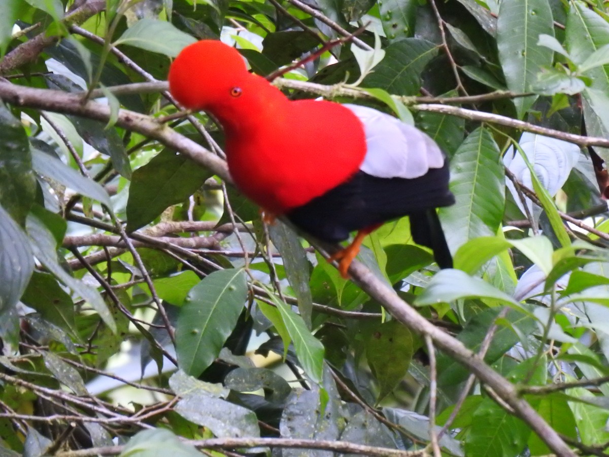 Andean Cock-of-the-rock - ML618983755