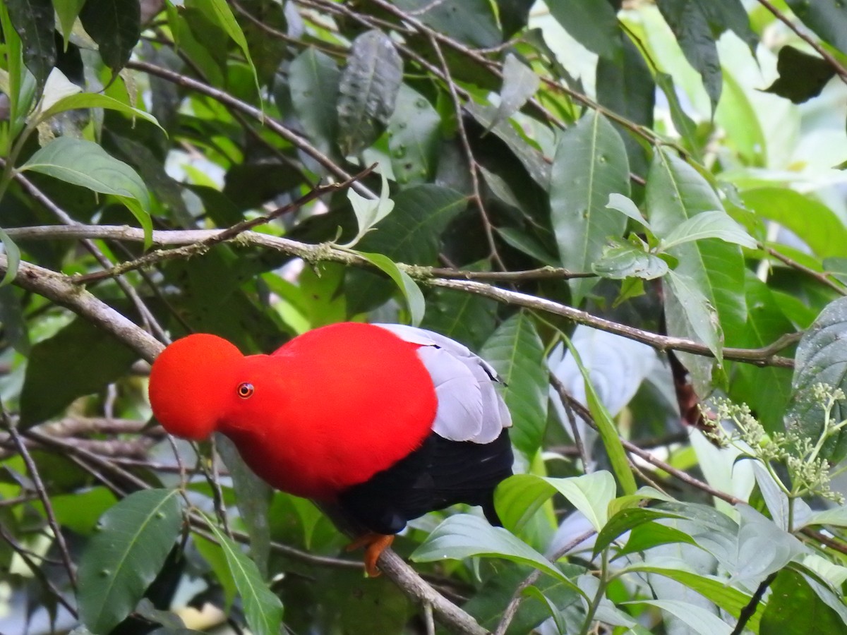 Andean Cock-of-the-rock - ML618983756